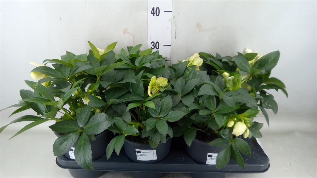 Горшечные цветы и растения оптом Helleborus   ... от 6шт из Голландии с доставкой по России