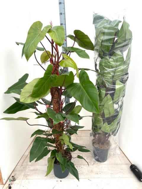 Горшечные цветы и растения оптом Philodendron Red Emerald от 1шт из Голландии с доставкой по России