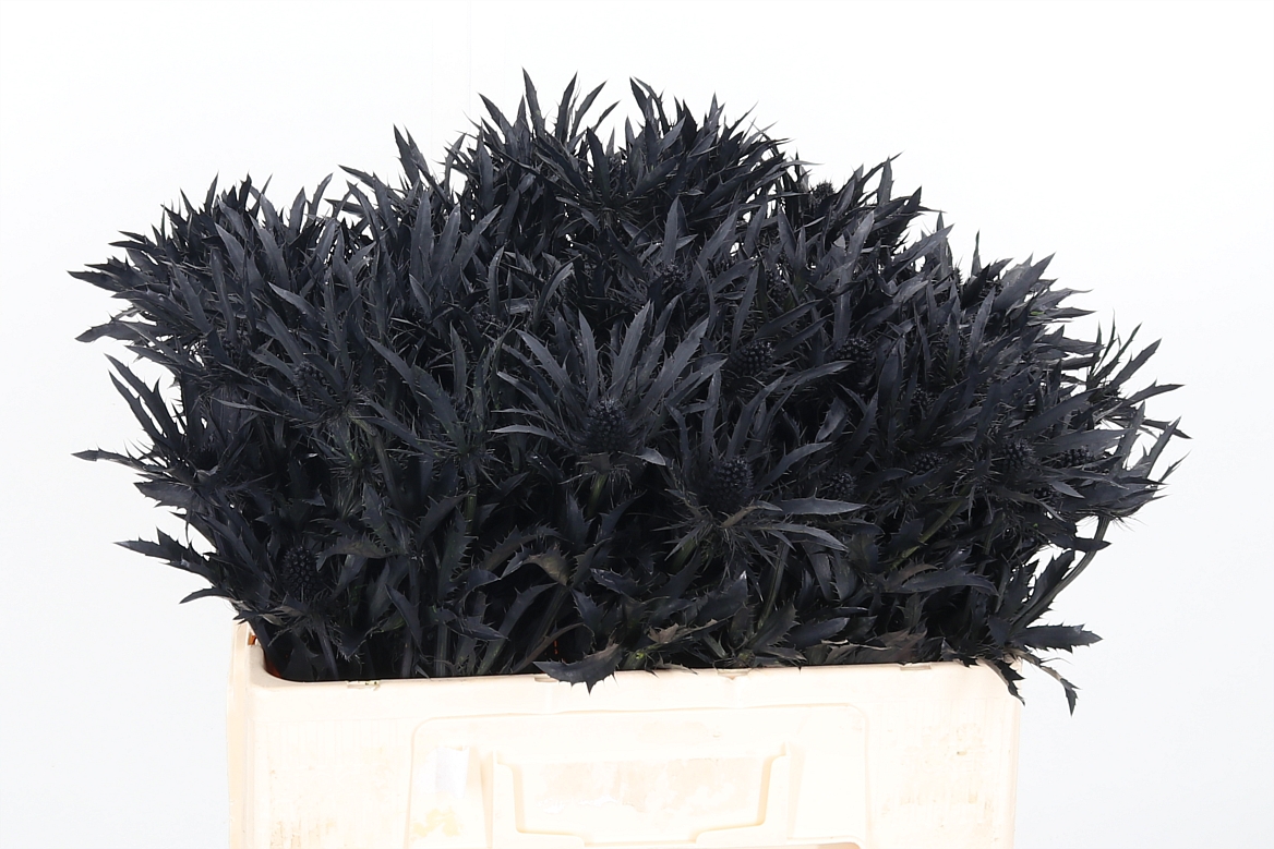 Срезанные цветы оптом Eryngium orion paint black от 40шт из Голландии с доставкой по России