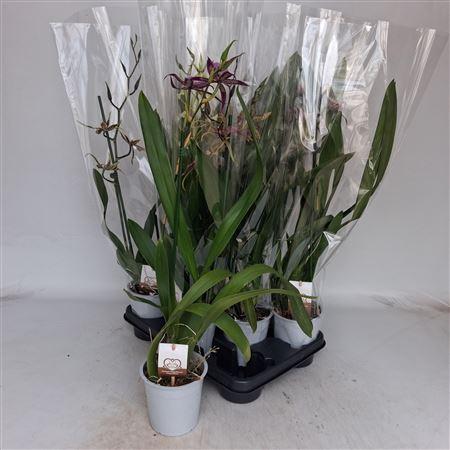 Горшечные цветы и растения оптом Brassia Summer Dream 1 1 Branche от 8шт из Голландии с доставкой по России