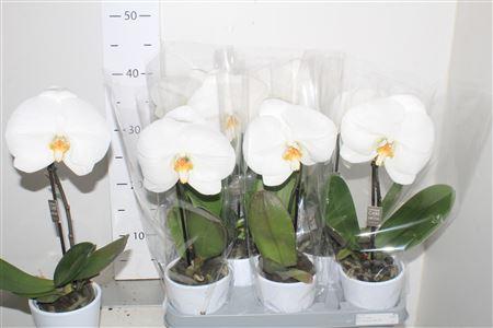 Горшечные цветы и растения оптом Phalaenopsis Singalo White Keramiek от 4шт (для телеги) из Голландии с доставкой по России