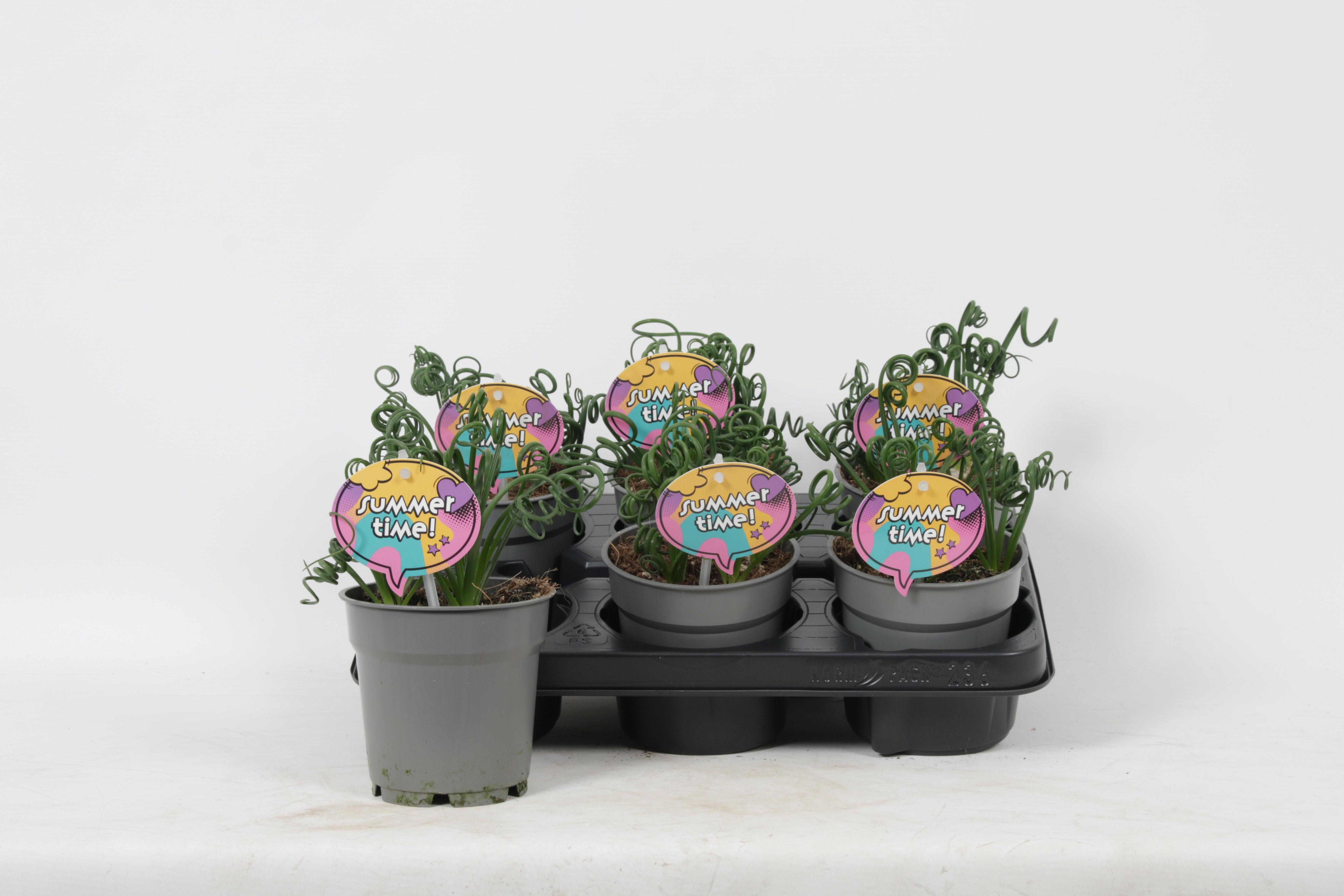 Горшечные цветы и растения оптом Albuca Friz Sizzle от 6шт из Голландии с доставкой по России