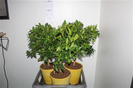 Горшечные цветы и растения оптом Citrof Floridana 10+ от 3шт (для телеги) из Голландии с доставкой по России