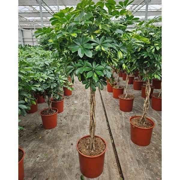 Горшечные цветы и растения оптом Schefflera Gold Capella Twisted Stem от 1шт из Голландии с доставкой по России