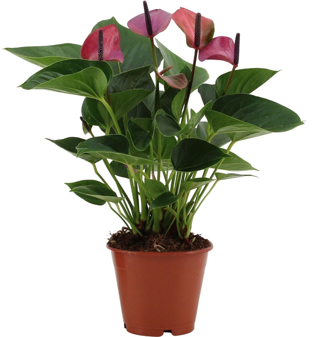 Горшечные цветы и растения оптом Anth An Purple 5+ от 8шт из Голландии с доставкой по России