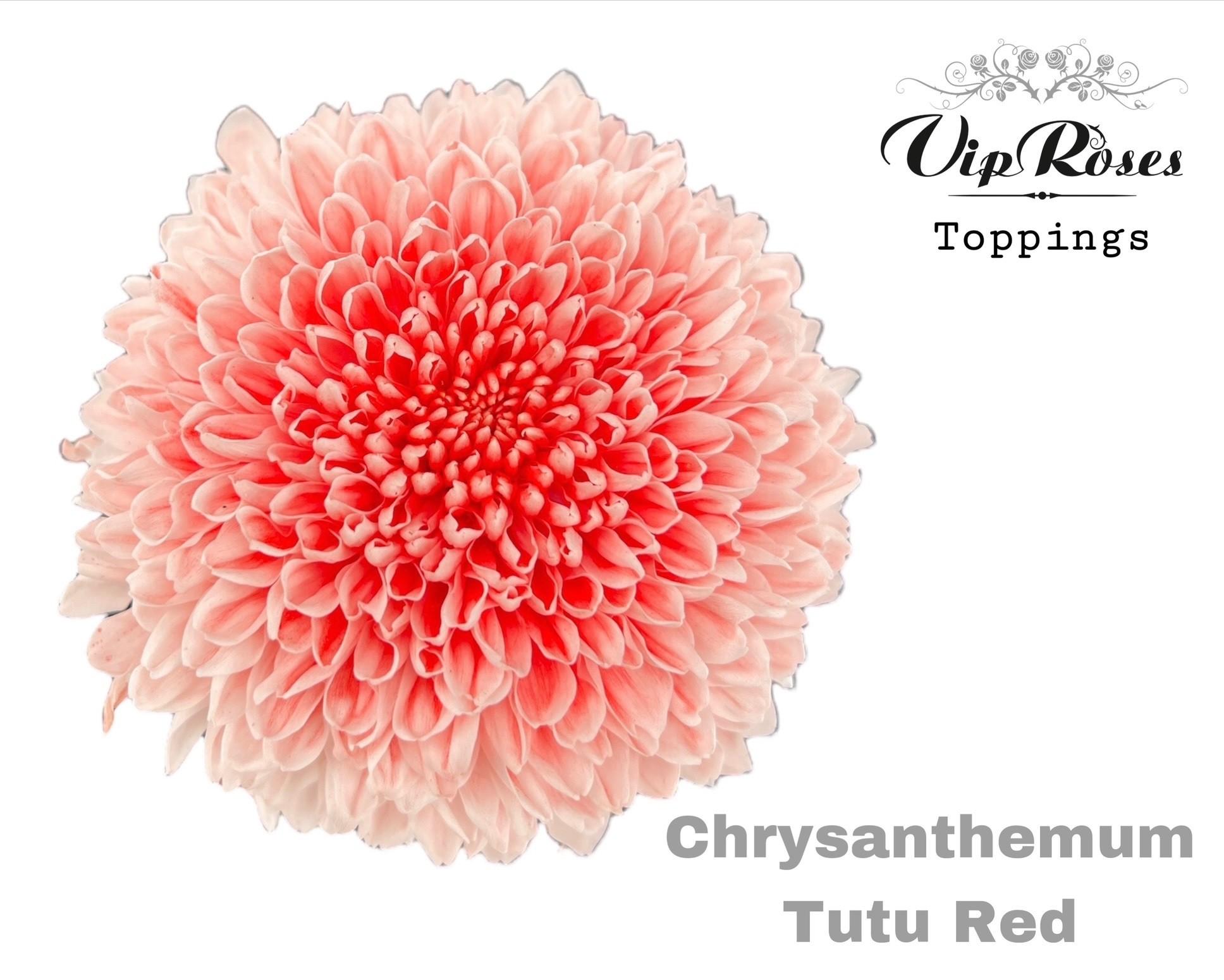 Срезанные цветы оптом Chrys bl paint tutu red от 10шт из Голландии с доставкой по России