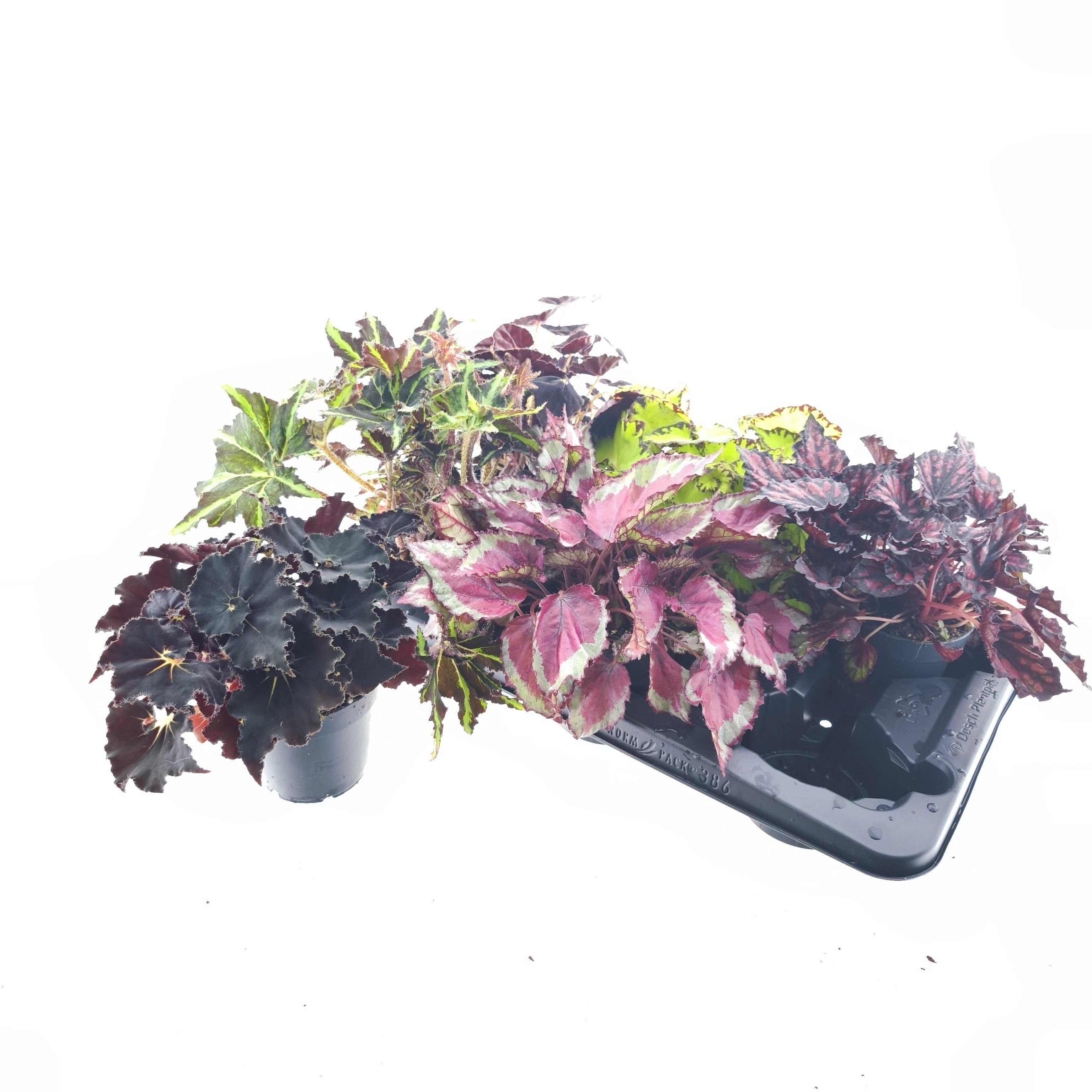 Горшечные цветы и растения оптом Beg Rex Grp Gem от 6шт (для телеги) из Голландии с доставкой по России