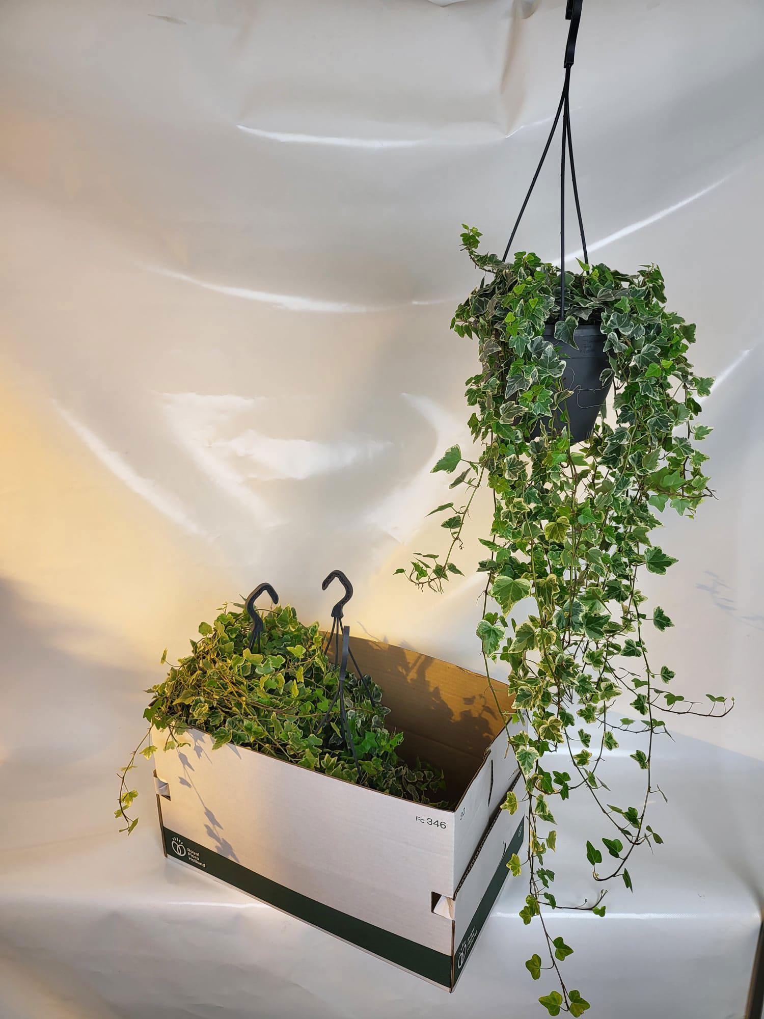 Горшечные цветы и растения оптом Hed He White Wonder от 4шт из Голландии с доставкой по России