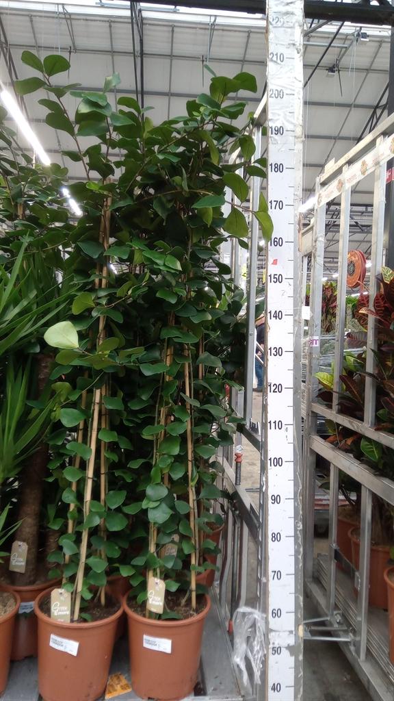 Горшечные цветы и растения оптом Ficus Natalensis trinova от 1шт из Голландии с доставкой по России