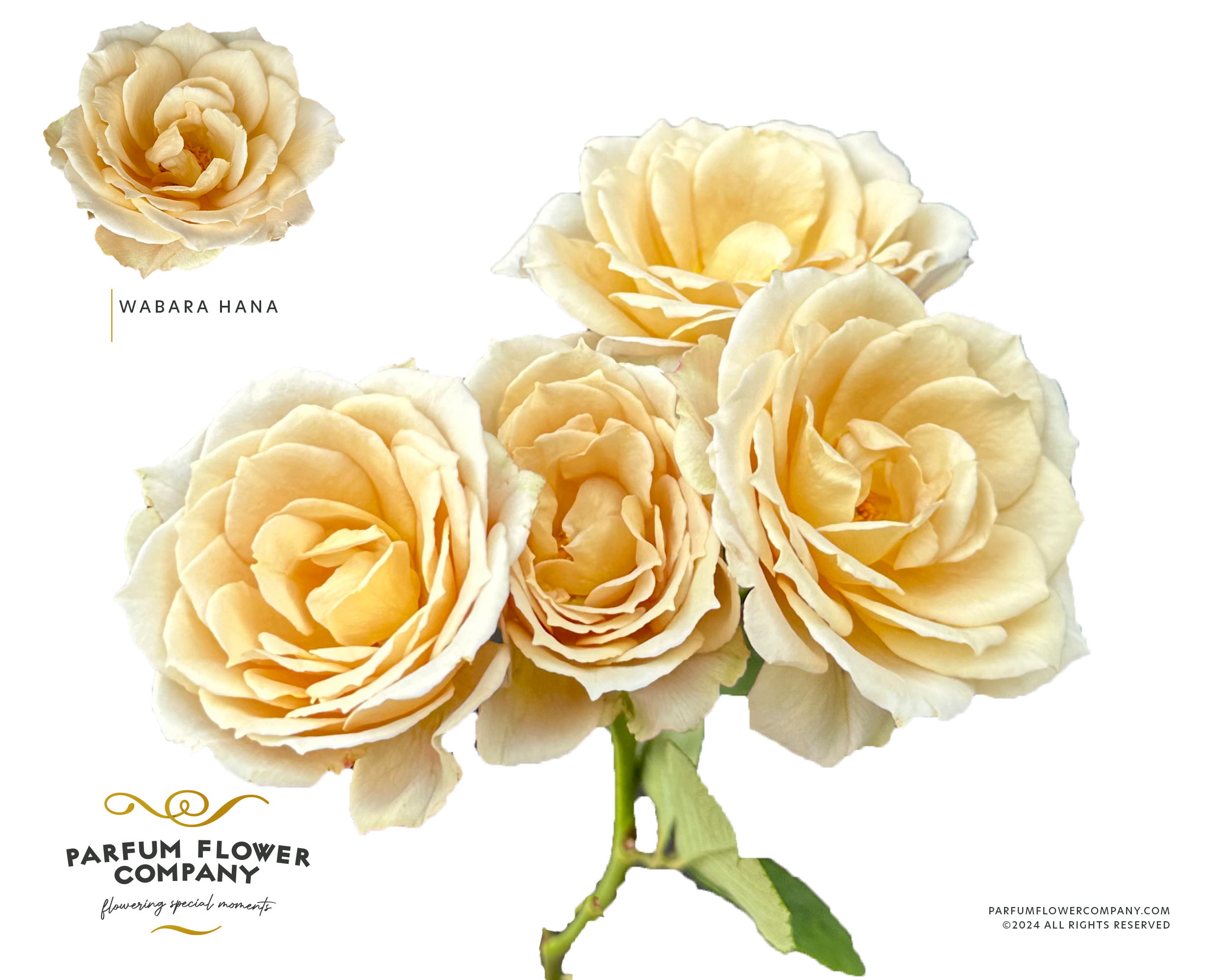 Срезанные цветы оптом Rosa sp от 18шт из Голландии с доставкой по России