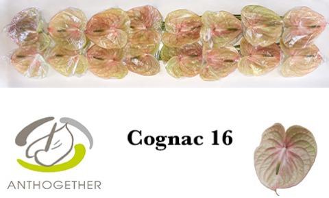 Срезанные цветы оптом Anthurium cognac от 16шт из Голландии с доставкой по России