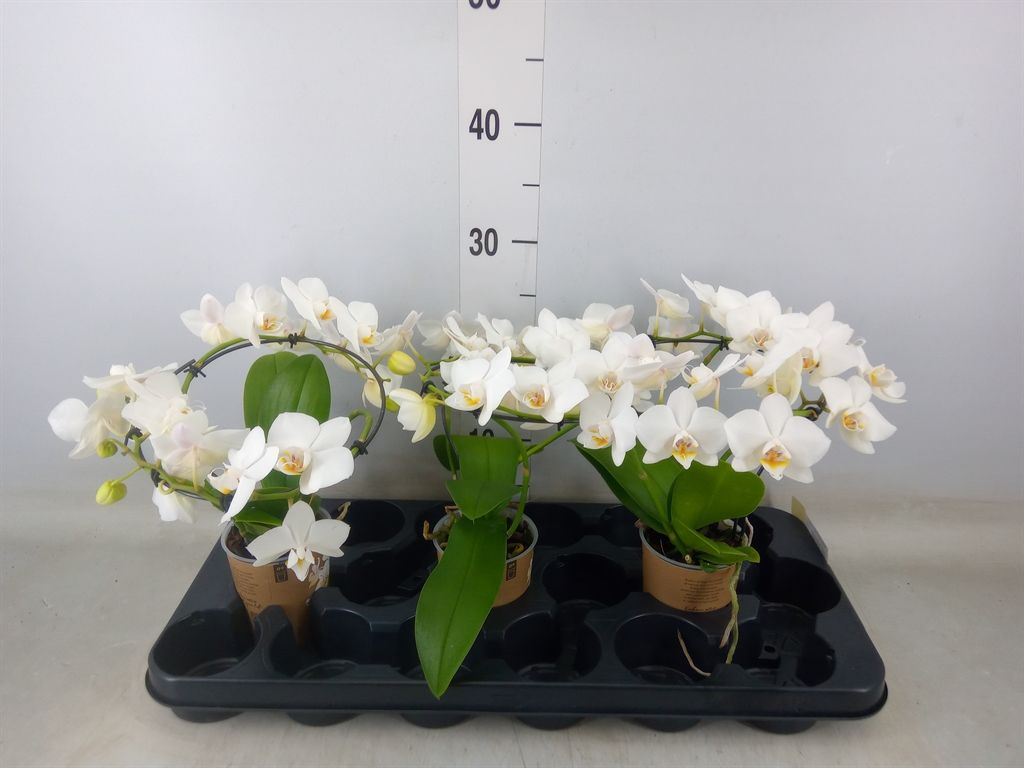 Горшечные цветы и растения оптом Phalaenopsis Multi.   ...white от 3шт (для телеги) из Голландии с доставкой по России