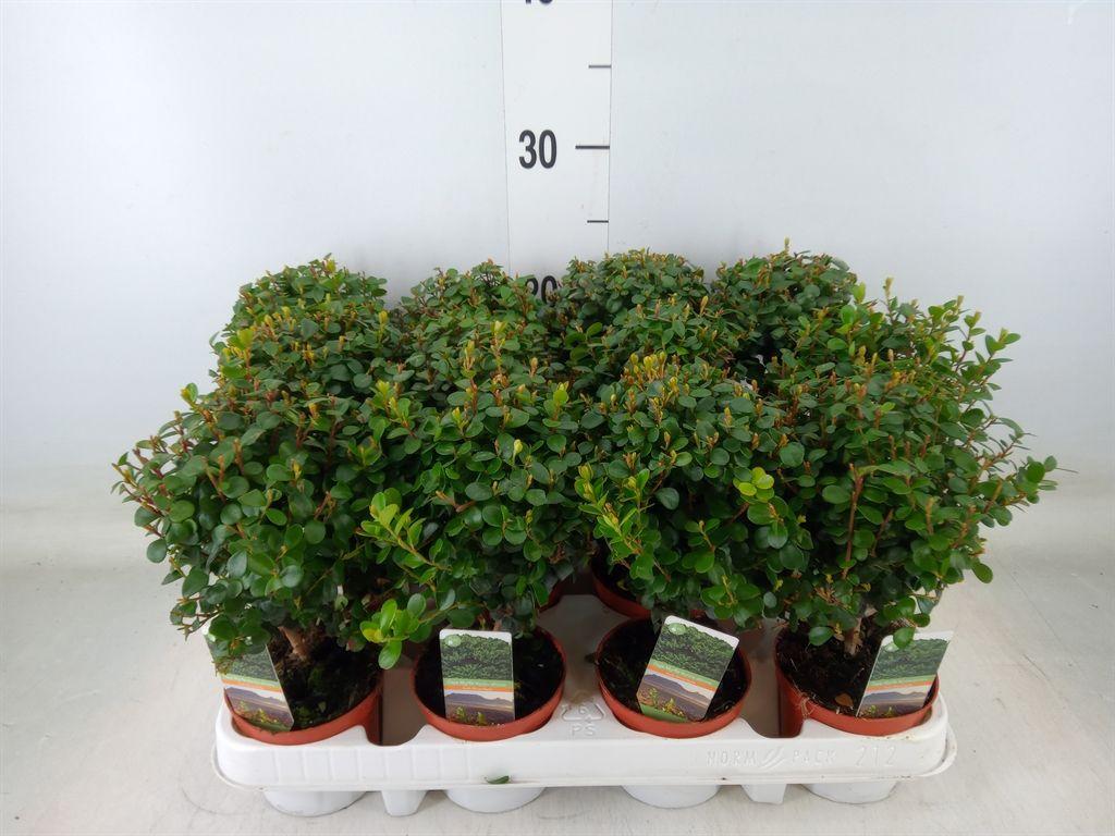 Горшечные цветы и растения оптом Myrsine Africana On Stem от 12шт (для телеги) из Голландии с доставкой по России