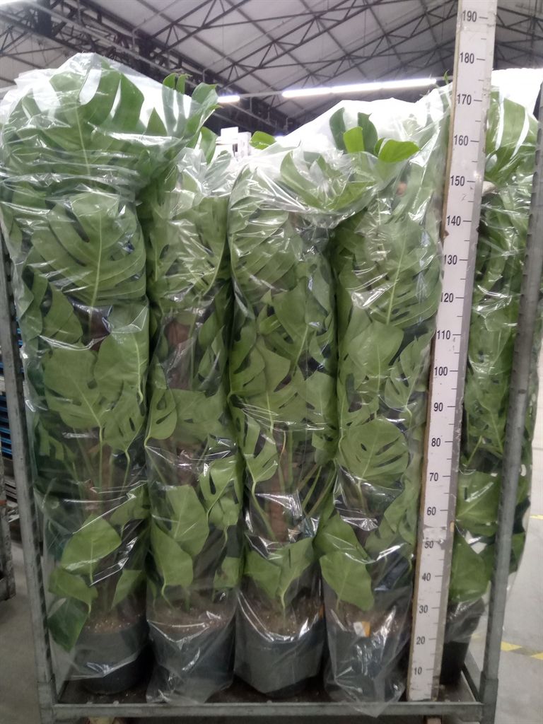 Горшечные цветы и растения оптом Monstera Pertusum от 1шт из Голландии с доставкой по России