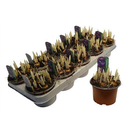 Горшечные цветы и растения оптом Crocus Flower Record от 10шт из Голландии с доставкой по России