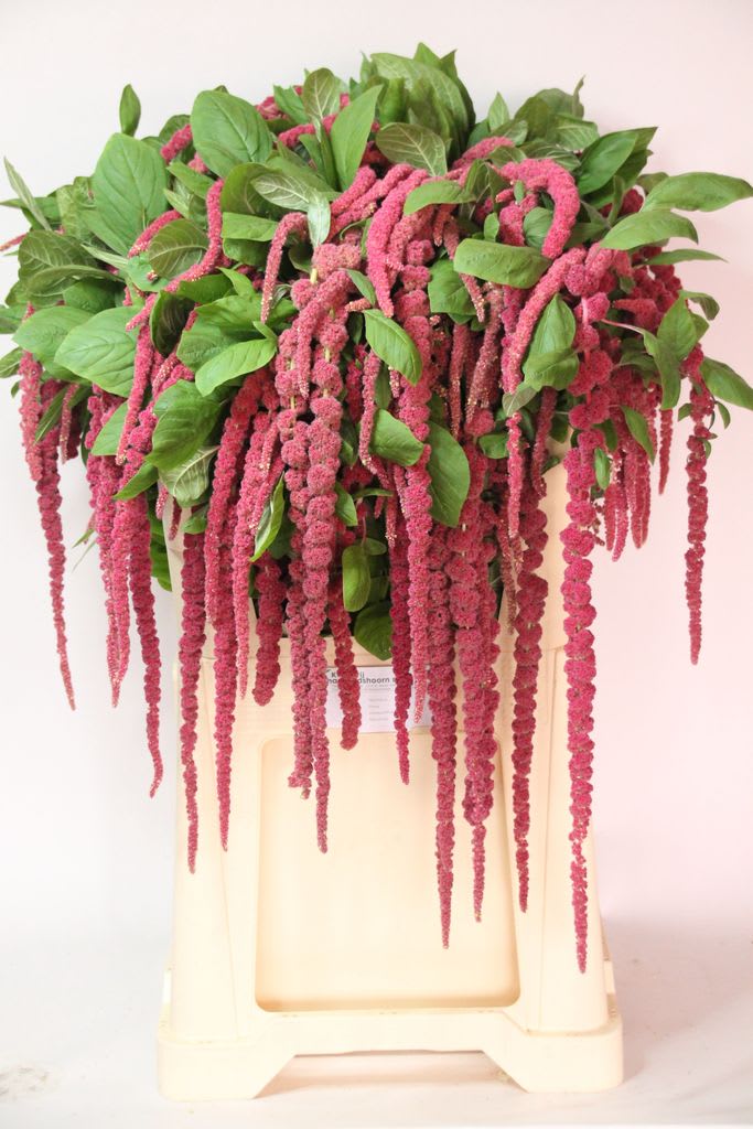 Срезанные цветы оптом Amaranthus red cord от 60шт из Голландии с доставкой по России