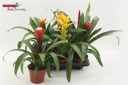 Горшечные цветы и растения оптом Bromelia Gem от 6шт из Голландии с доставкой по России