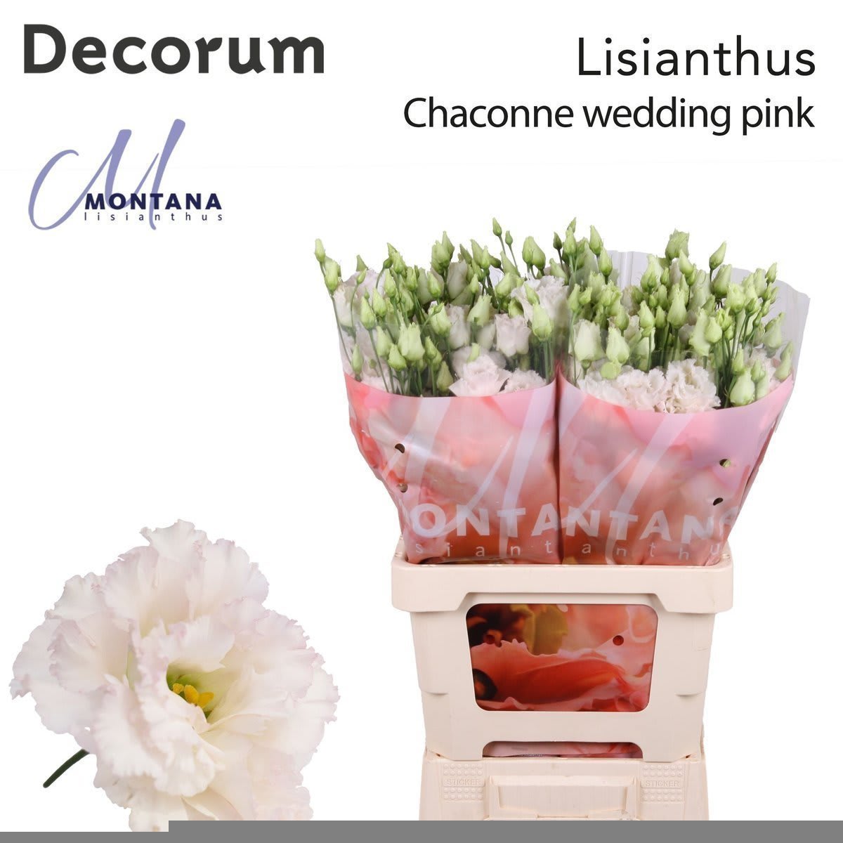 Срезанные цветы оптом Lisianthus do chaconne wedding pink от 20шт из Голландии с доставкой по России