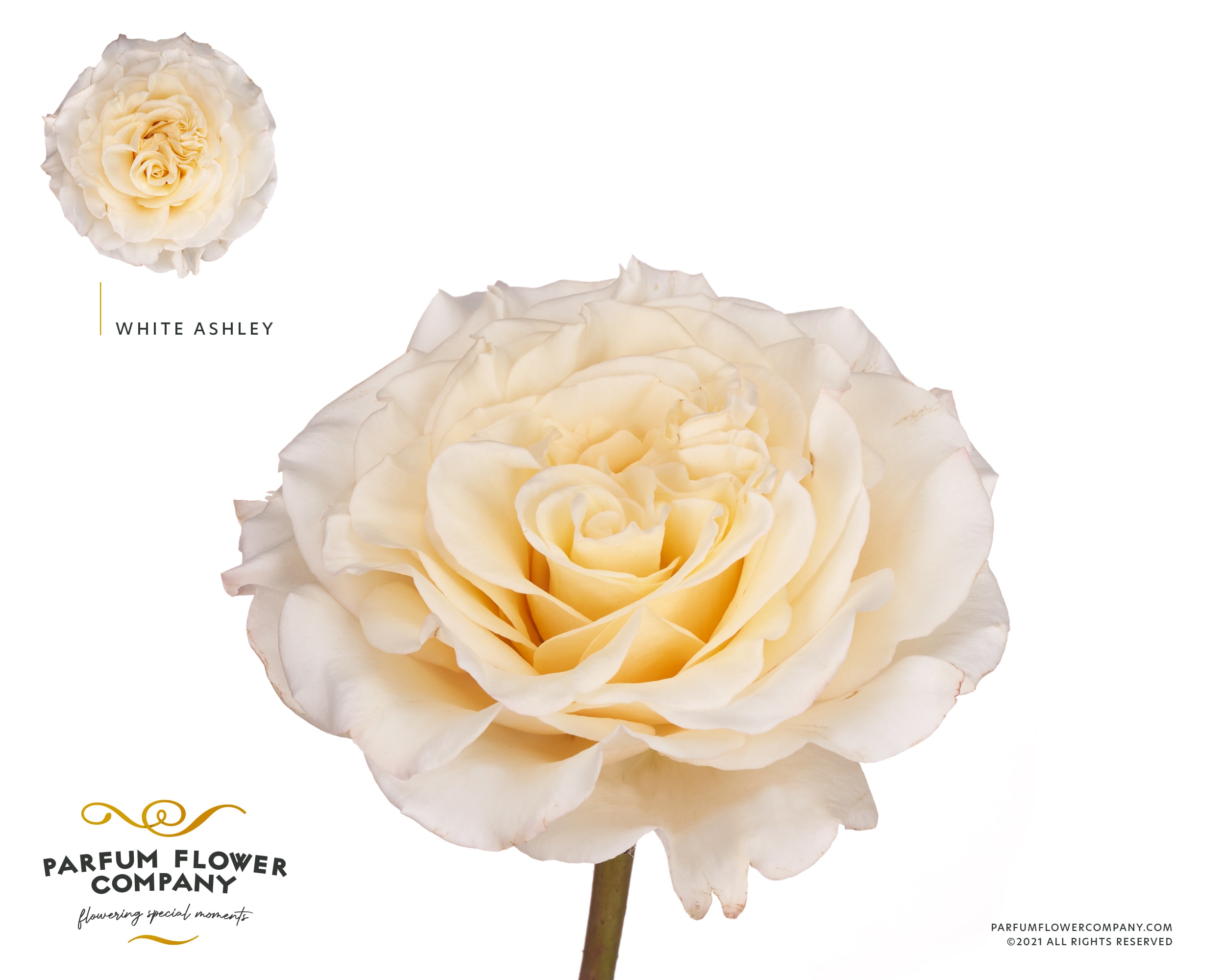 Срезанные цветы оптом Rosa garden ashley white от 24шт из Голландии с доставкой по России