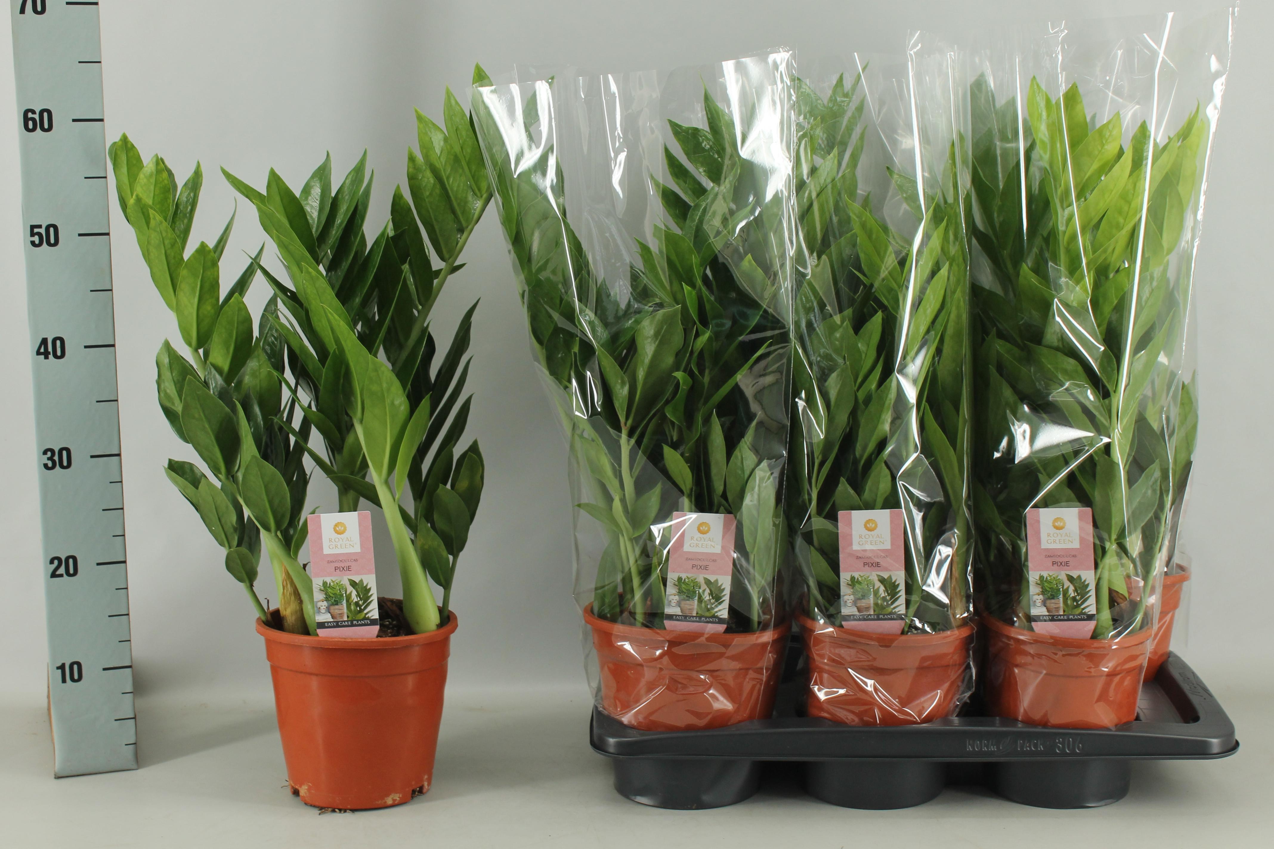 Горшечные цветы и растения оптом Zamio Pixie от 6шт из Голландии с доставкой по России