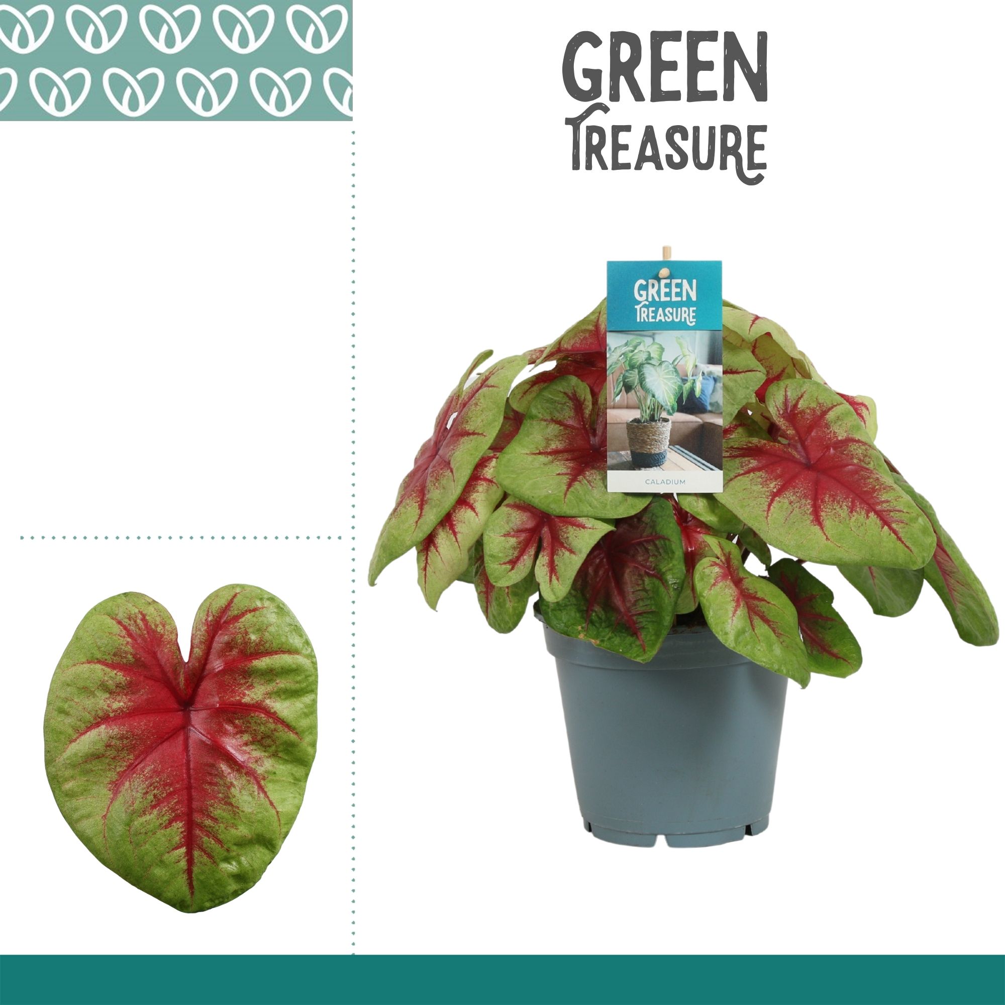 Горшечные цветы и растения оптом Caladium Lemon Blush от 6шт из Голландии с доставкой по России