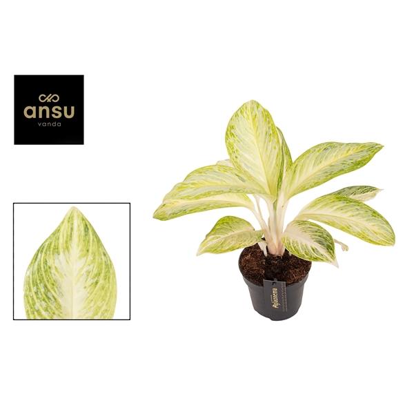Горшечные цветы и растения оптом Aglaonema Arctic Lime от 6шт из Голландии с доставкой по России Горшечные цветы и растения оптом Aglaonema Arctic Lime от 6шт из Голландии с доставкой по России