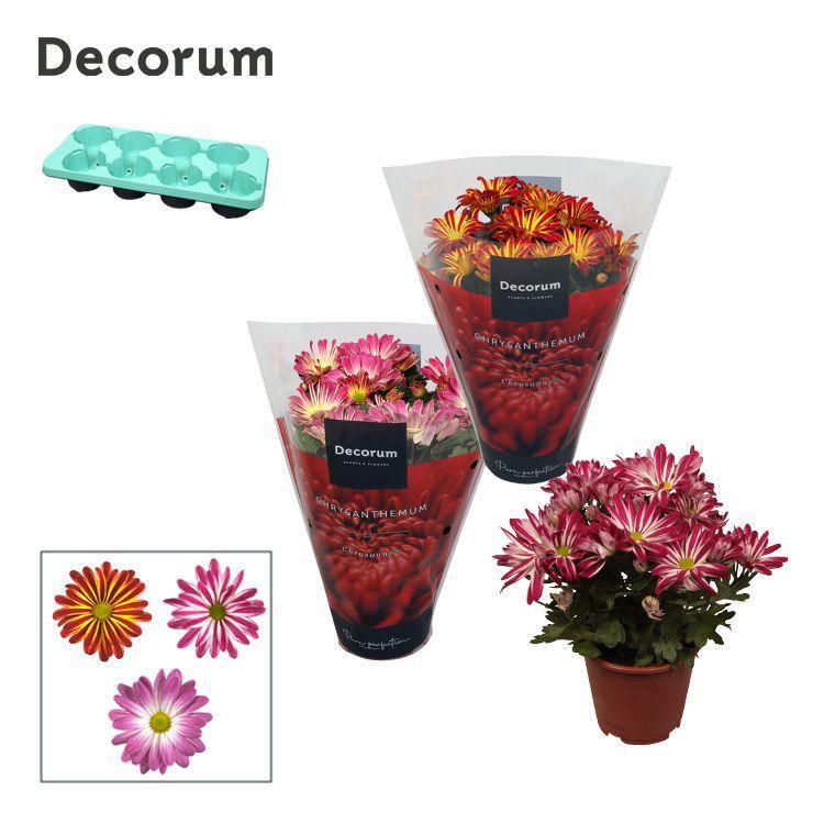 Горшечные цветы и растения оптом Chrys Margarita Bicolor Mix (decorum) от 8шт из Голландии с доставкой по России