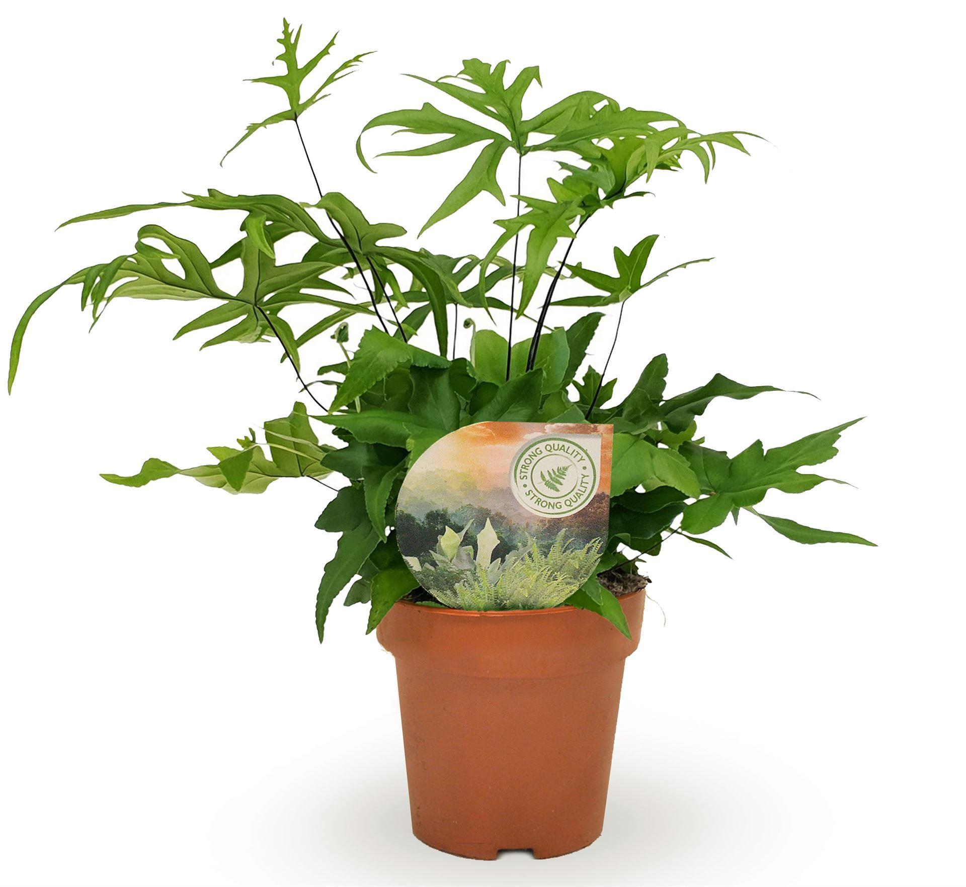 Горшечные цветы и растения оптом Doryopteris Pedata от 6шт из Голландии с доставкой по России