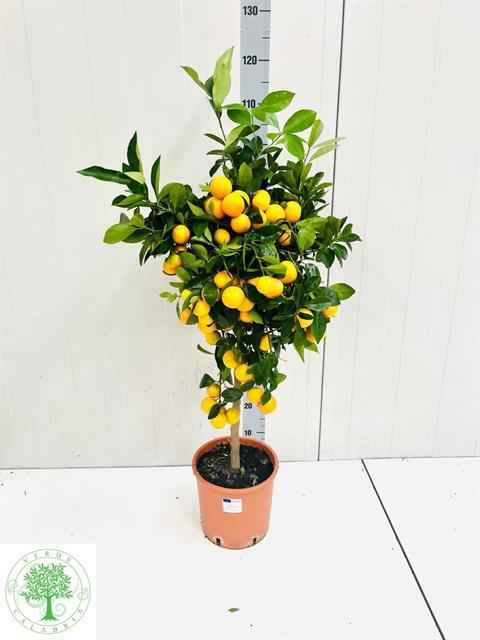 Горшечные цветы и растения оптом Citrus Margarita от 1шт из Голландии с доставкой по России