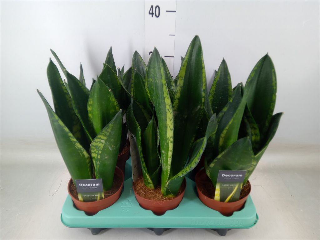 Горшечные цветы и растения оптом Sansevieria Trifa.   ... от 6шт из Голландии с доставкой по России
