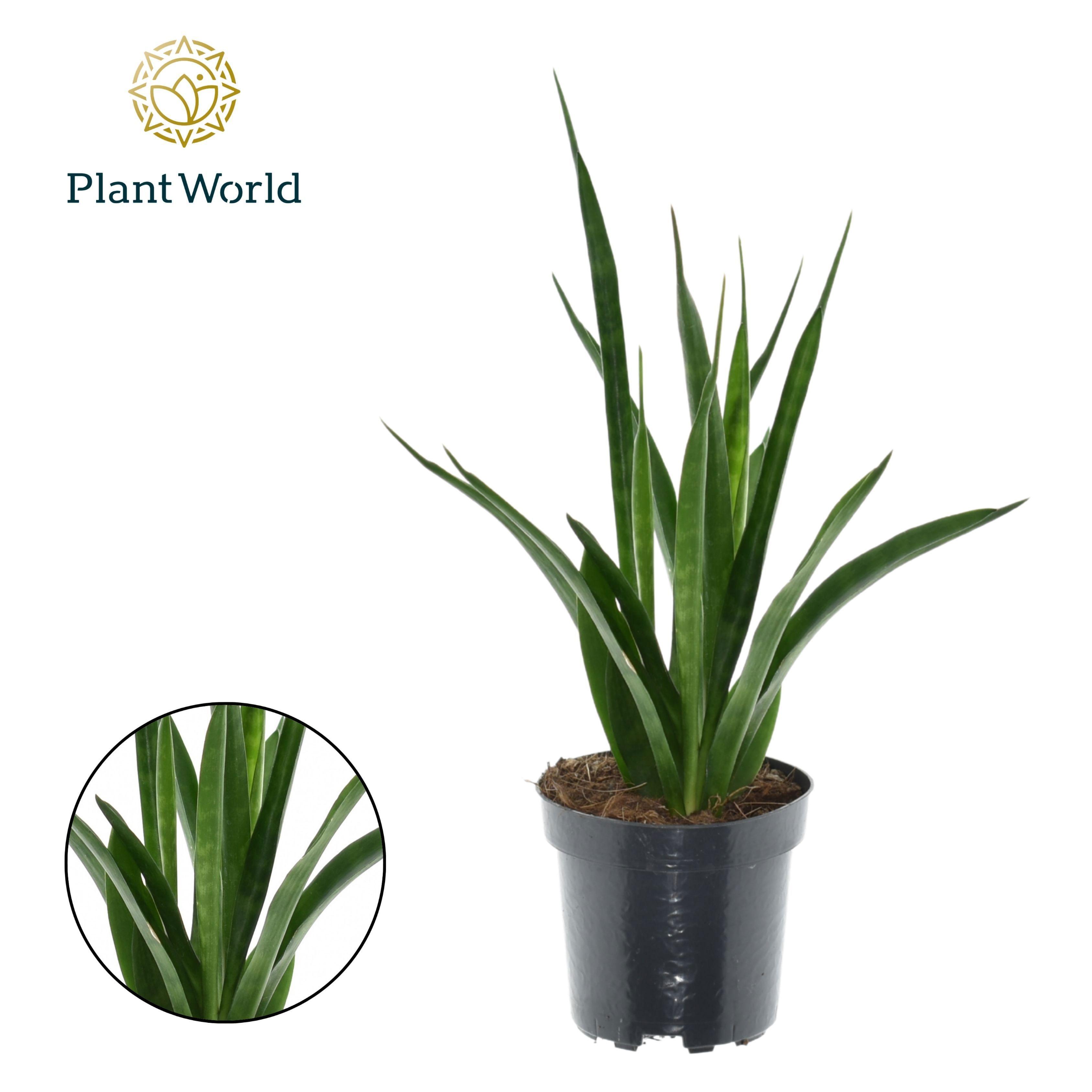 Горшечные цветы и растения оптом Sansevieria Kirkii Friends от 11шт из Голландии с доставкой по России