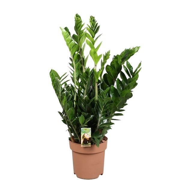 Горшечные цветы и растения оптом Zamioculcas 7+ от 1шт из Голландии с доставкой по России