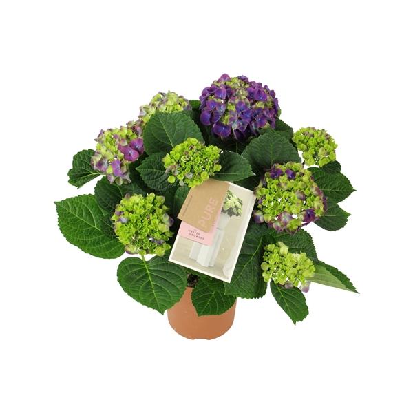 Горшечные цветы и растения оптом Hydrangea Ma Ningbo Lila 5+ от 6шт из Голландии с доставкой по России