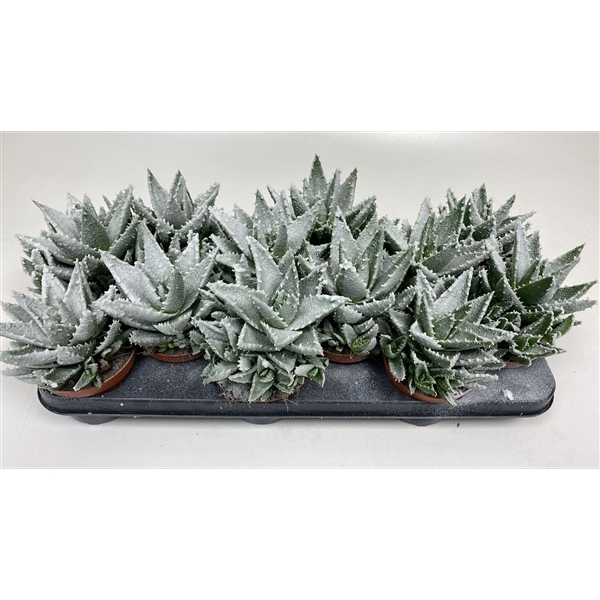 Горшечные цветы и растения оптом Aloe Frosty от 12шт из Голландии с доставкой по России