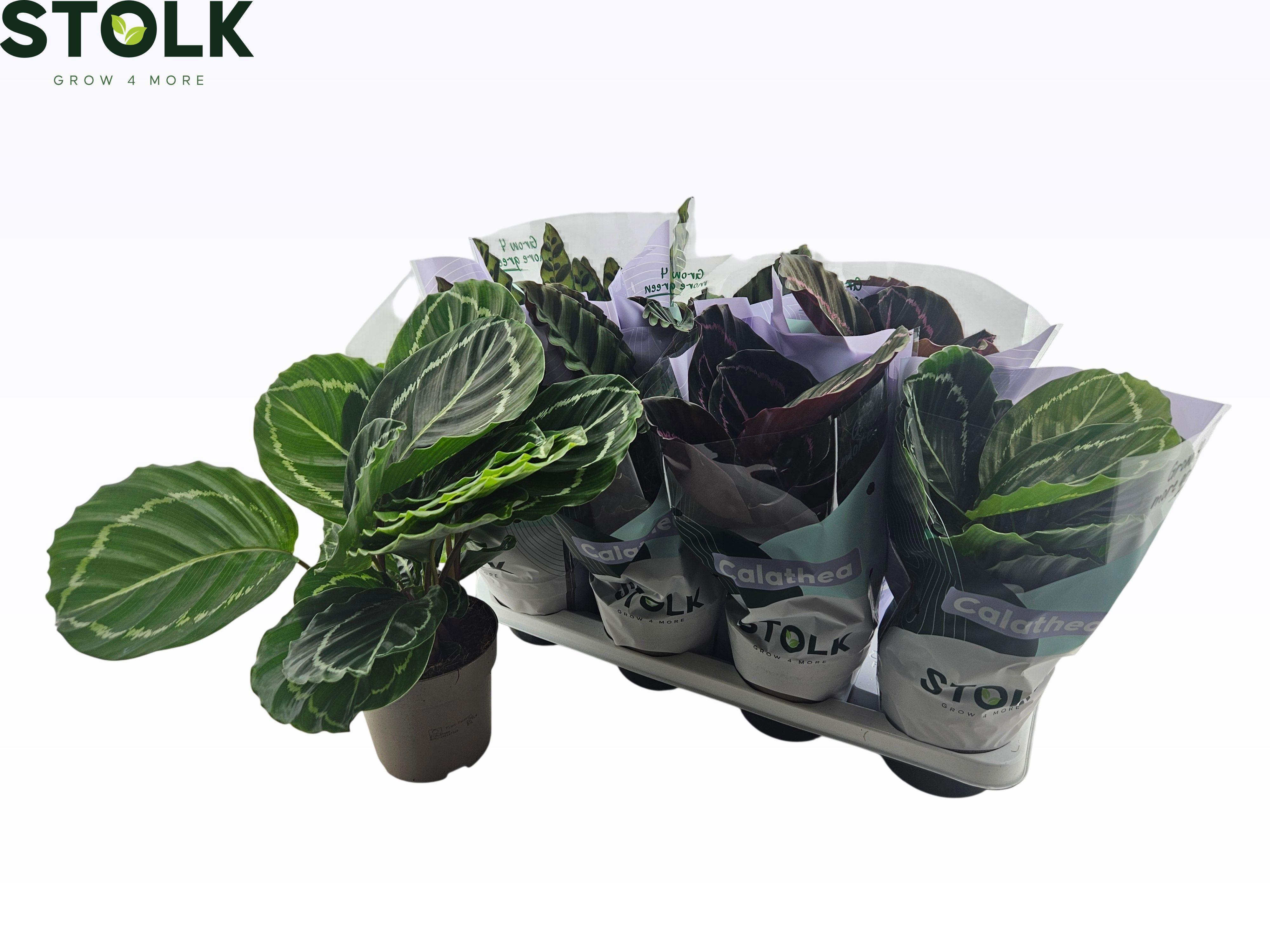 Горшечные цветы и растения оптом Calat Gem 4 Srt от 8шт из Голландии с доставкой по России