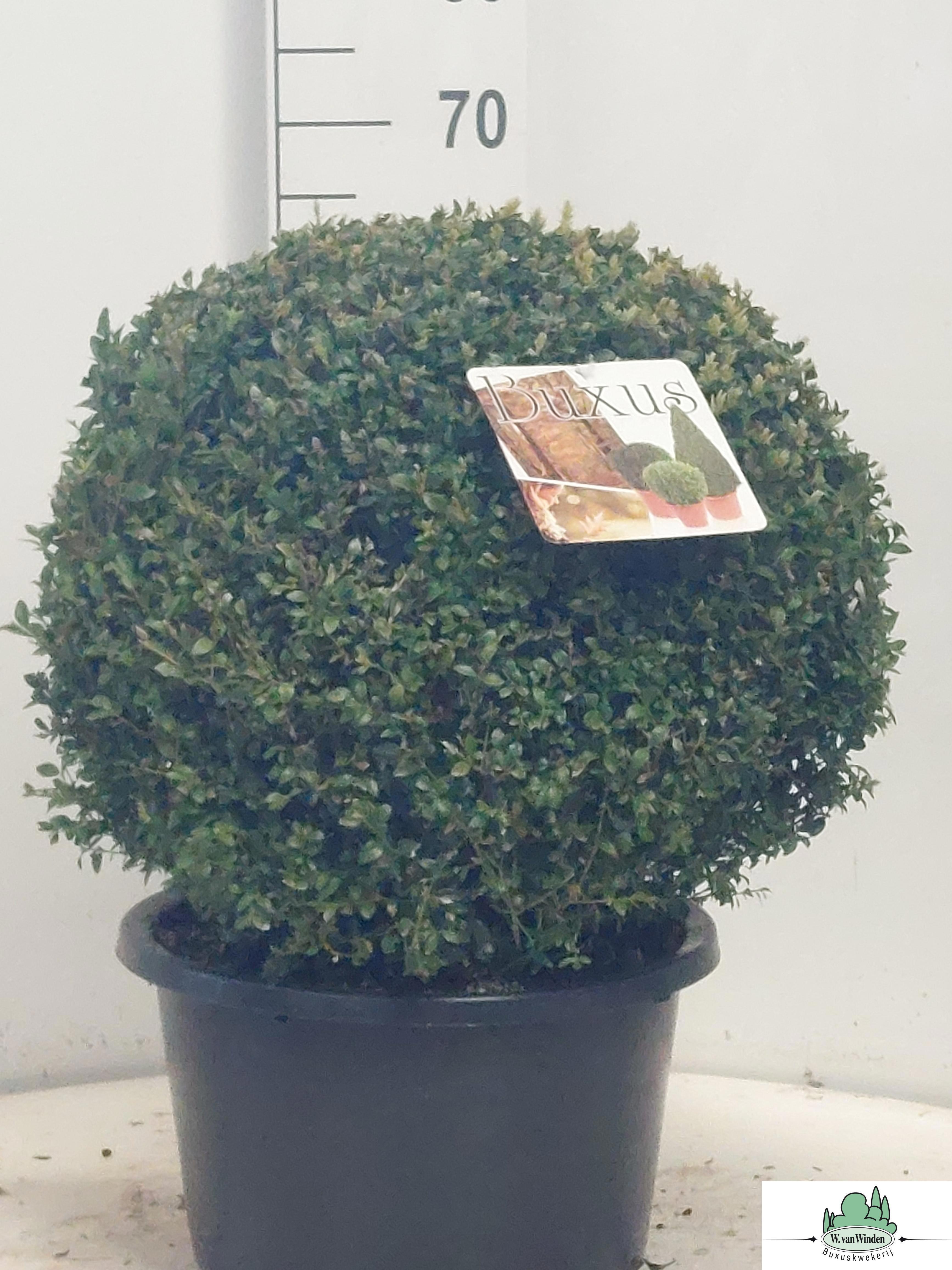 Горшечные цветы и растения оптом Buxu Sempervirens от 1шт из Голландии с доставкой по России