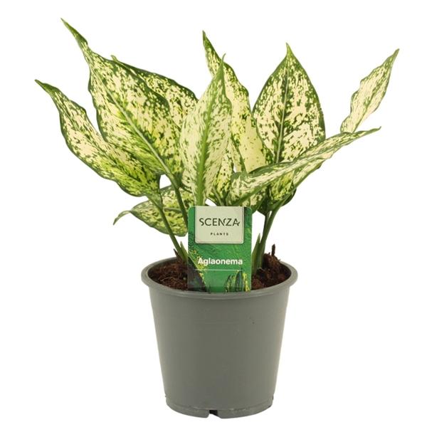 Горшечные цветы и растения оптом Aglaonema White Diamond от 10шт из Голландии с доставкой по России