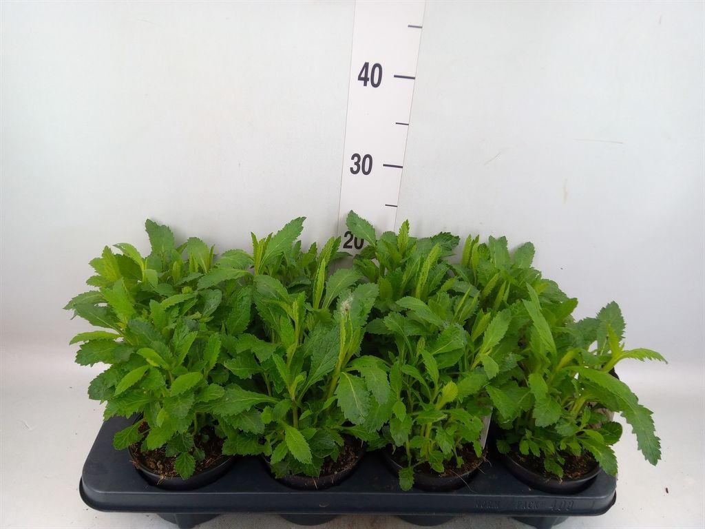 Горшечные цветы и растения оптом Verbena Bonariensis от 8шт из Голландии с доставкой по России
