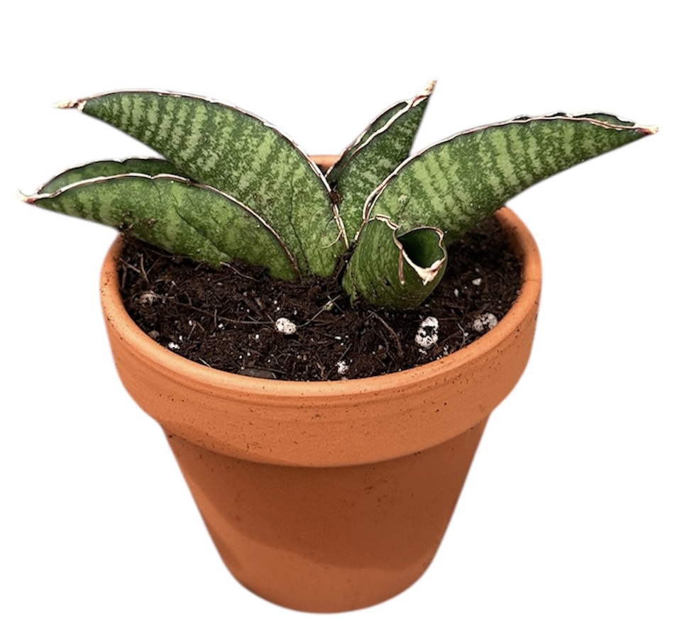 Горшечные цветы и растения оптом Sansevieria Marscha Anjani от 1шт (для телеги) из Голландии с доставкой по России