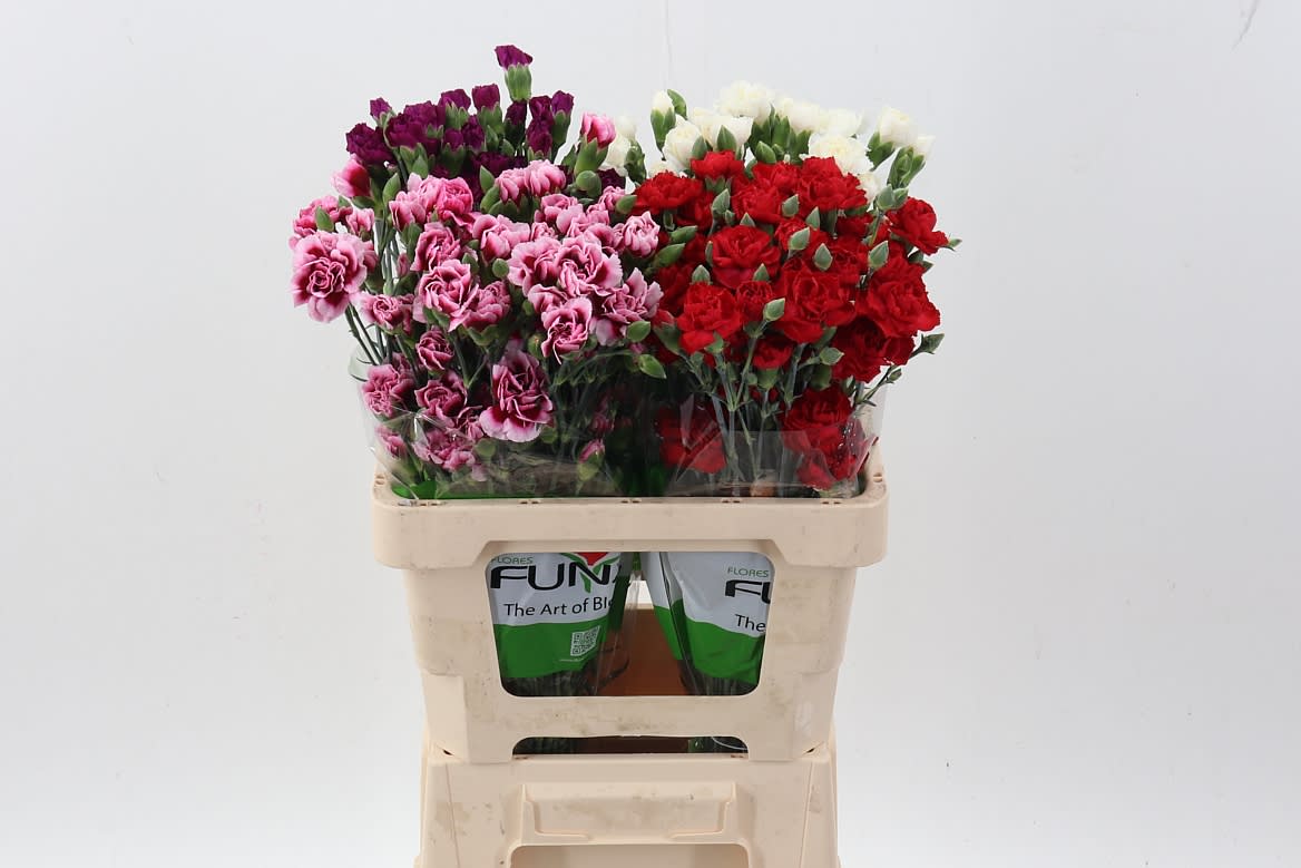 Срезанные цветы оптом Dianthus sp mix in bucket от 80шт из Голландии с доставкой по России