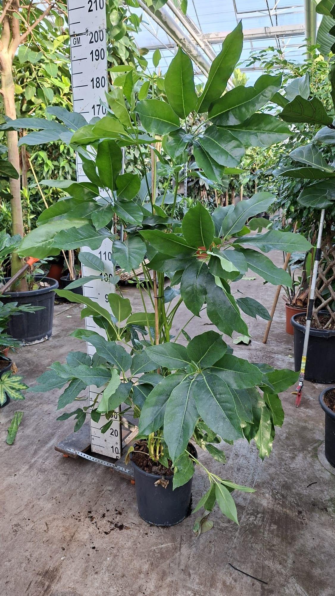 Горшечные цветы и растения оптом Schefflera Amata от 1шт из Голландии с доставкой по России