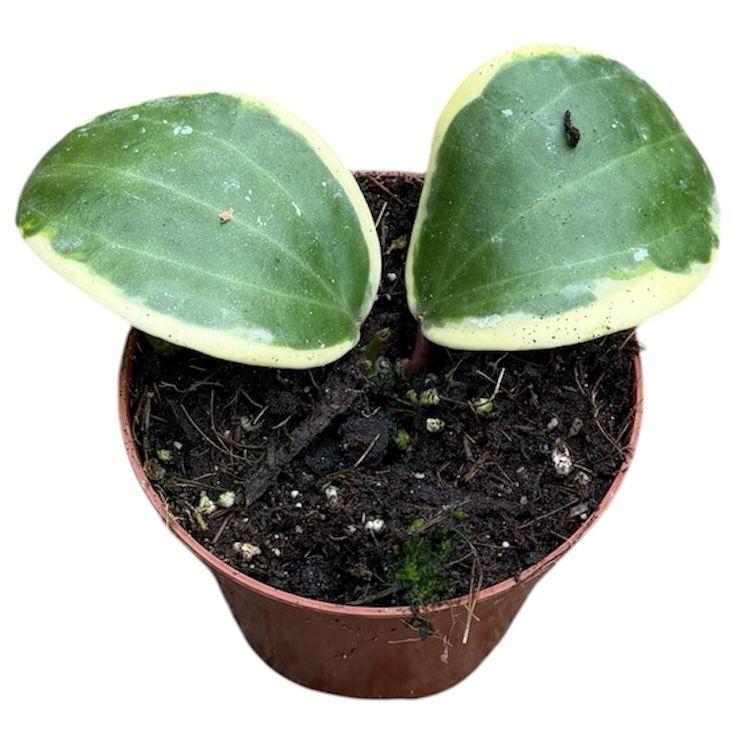 Горшечные цветы и растения оптом Hoya Latifolia Albomarginata Round Leaf от 1шт (для телеги) из Голландии с доставкой по России