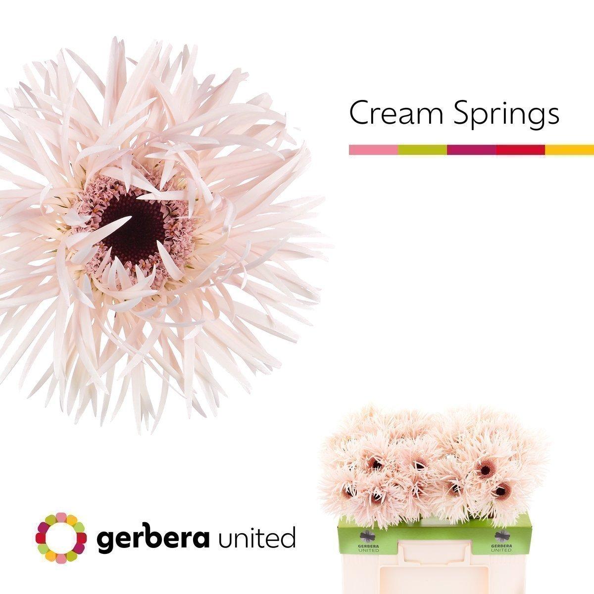 Срезанные цветы оптом Gerbera cream springs от 50шт из Голландии с доставкой по России