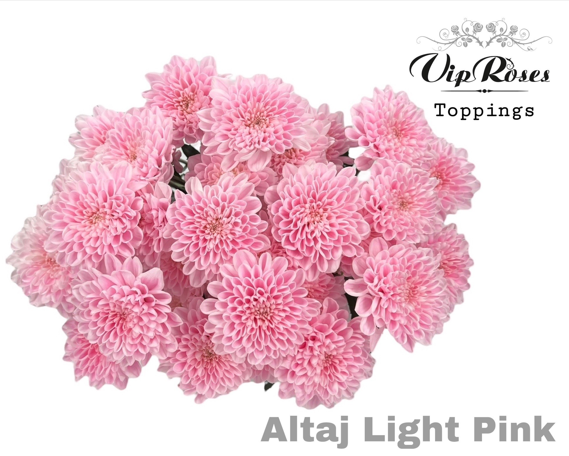 Срезанные цветы оптом Chrys sp paint altaj light pink от 20шт из Голландии с доставкой по России