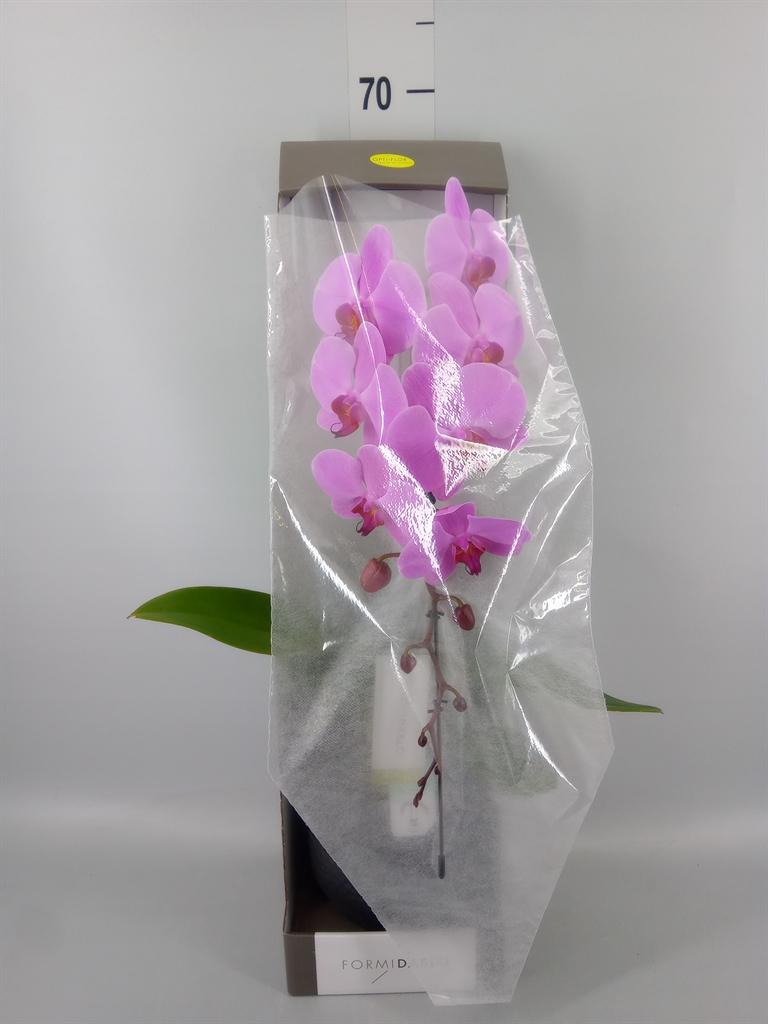 Горшечные цветы и растения оптом Phalaenopsis   ...rose от 1шт из Голландии с доставкой по России