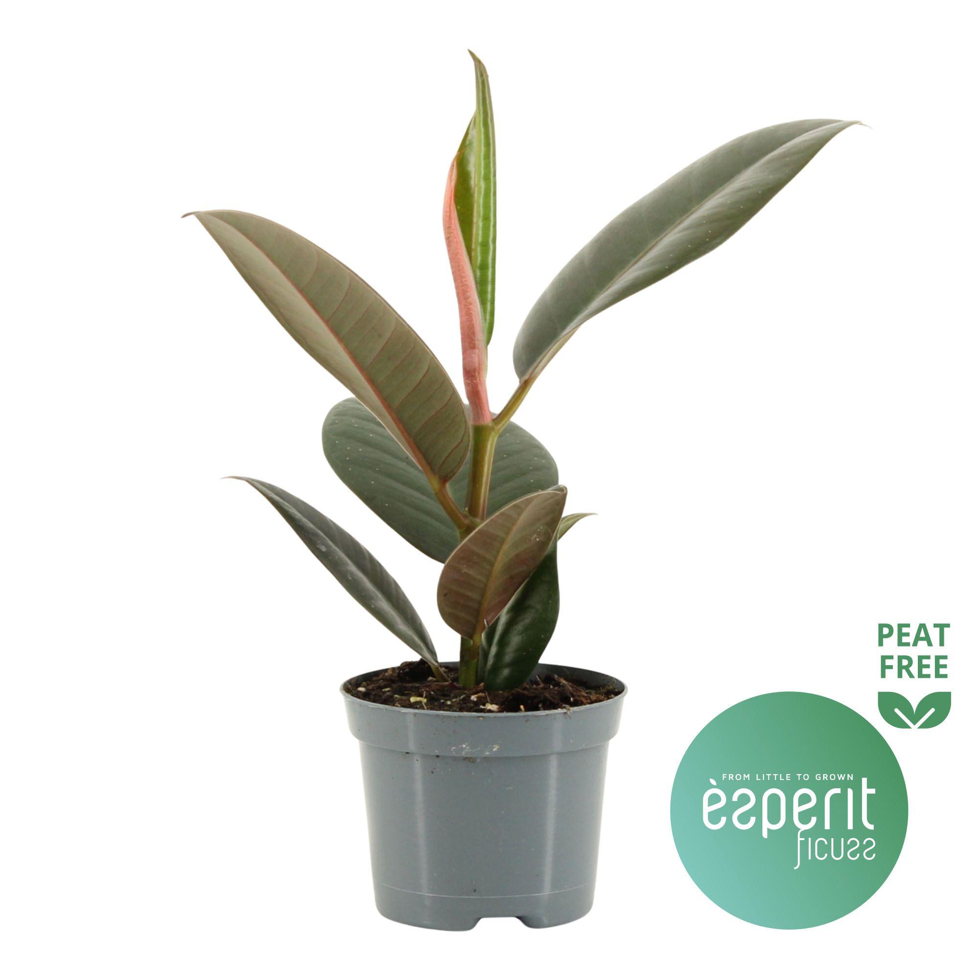 Горшечные цветы и растения оптом Ficus El Robusta от 21шт (для телеги) из Голландии с доставкой по России