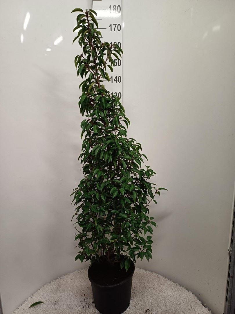 Горшечные цветы и растения оптом Prunus Lusit. от 1шт из Голландии с доставкой по России