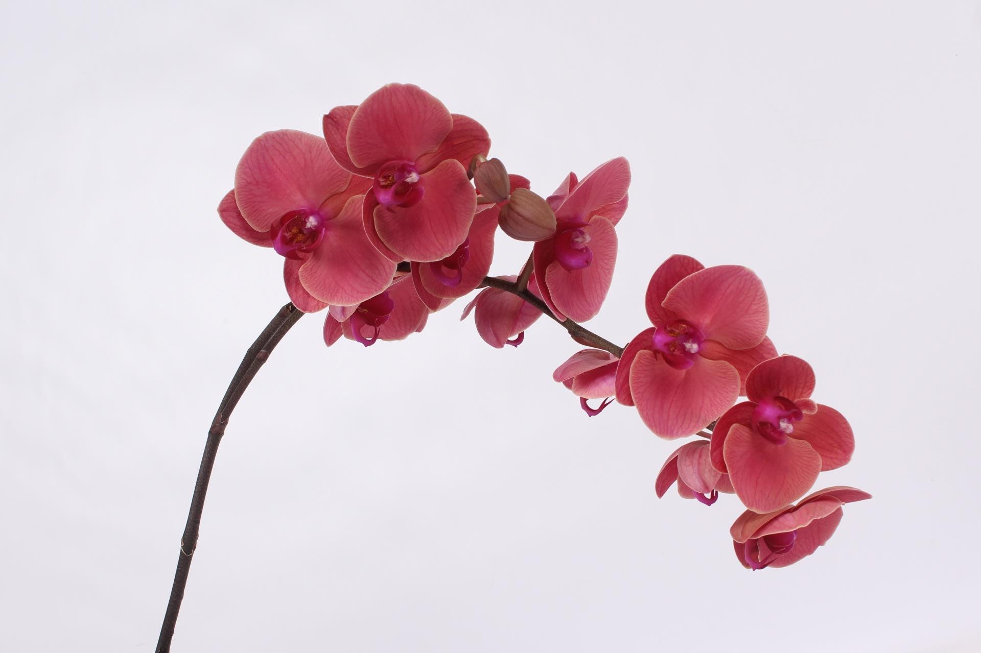 Срезанные цветы оптом Phalaenopsis asian coral (per stem) от 8шт... из Голландии с доставкой по России