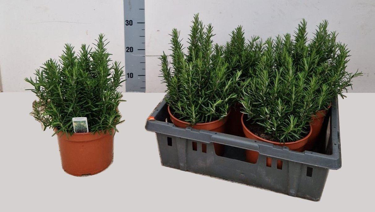 Горшечные цветы и растения оптом Rosmarin Of Ov от 4шт из Голландии с доставкой по России
