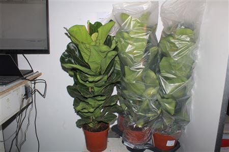 Горшечные цветы и растения оптом Ficus Lyrata от 3шт из Голландии с доставкой по России